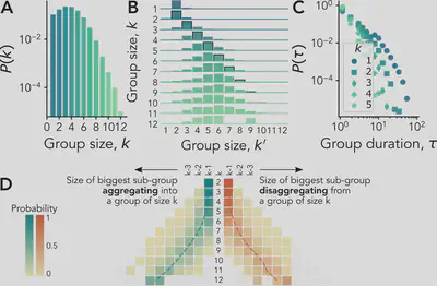 Simulated distribution of group size, node transition matrix, and group duration for different group sizes $k$ generated by the proposed temporal hypergraph model (fitted on the University out-of-class setting).