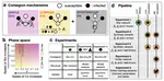 Distinguishing mechanisms of social contagion from local network view