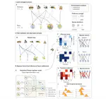 Inferring the latent network of pairwise mutualistic preferences from observed plant–pollinator interactions 